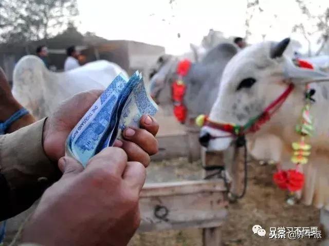 阿三赚钱是真的吗,阿三和奶牛