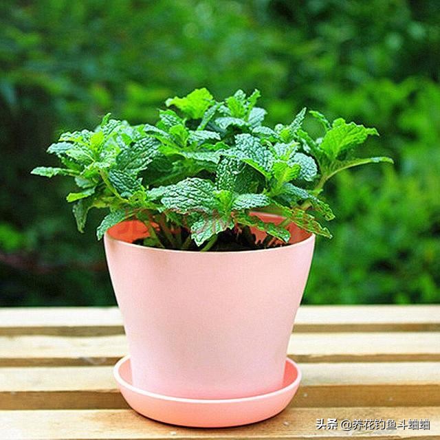 薄荷怎么种才能让它长得茂盛,刚种薄荷浇水的正确方法