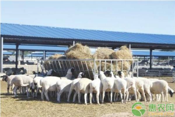 如何预防养羊传染病,新手养羊预防治疗视频