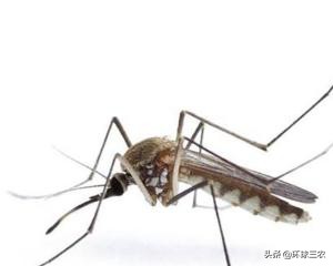 为什么农村蚊子多,农村大蚊子事件真实原因