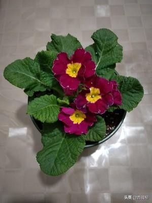 家庭花卉蚜虫用啥药,家庭养花蚜虫怎么治