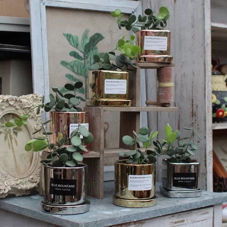 94种常见唯美观叶植物,会开花的绿色硬叶植物