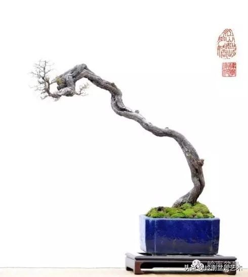 以根代杆下细上粗式盆景图片,各种老根盆景