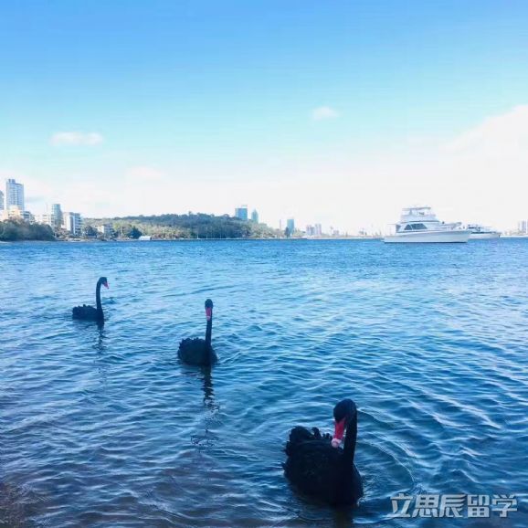 澳洲牙医与国内牙医哪个好,牙医是不是暴利行业