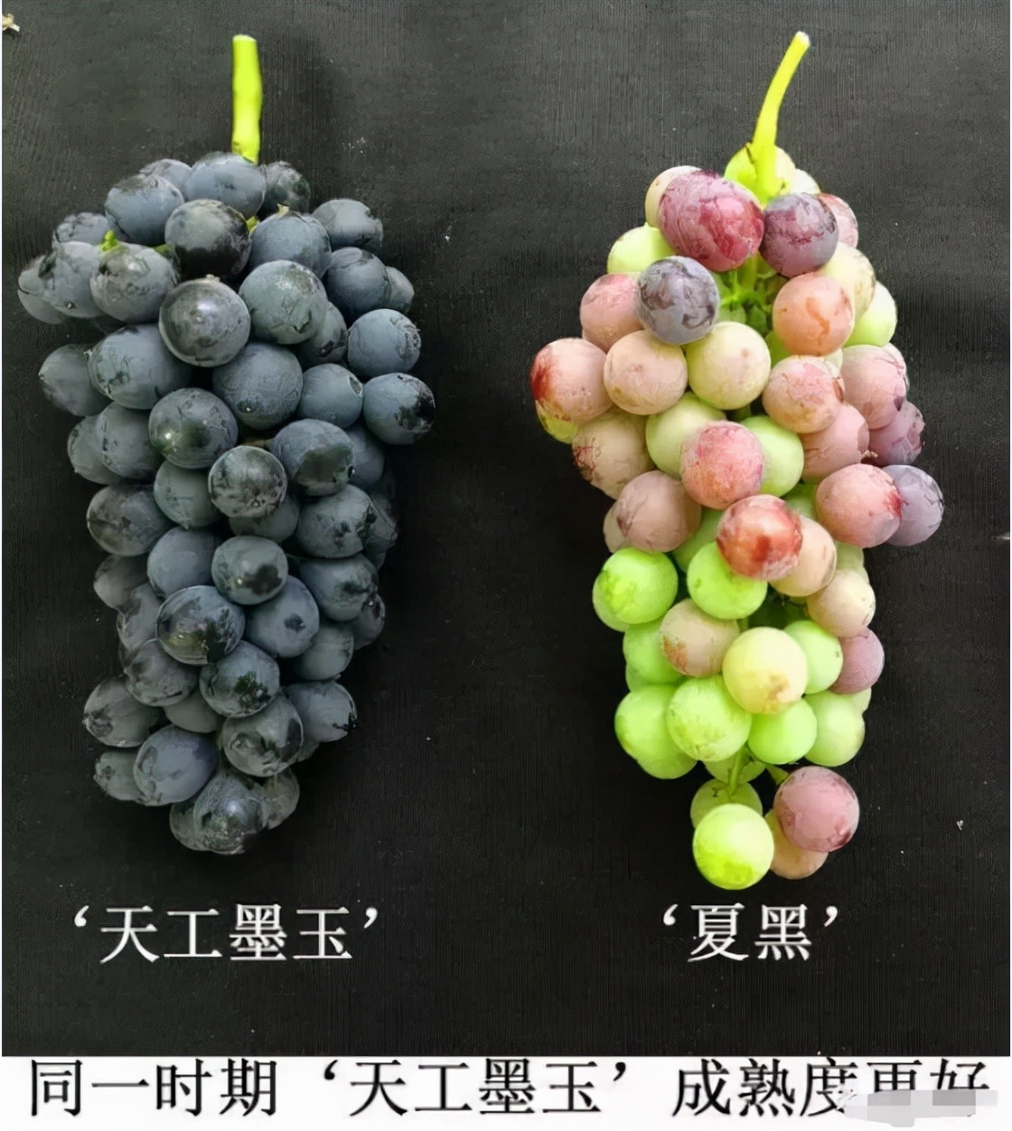 最新的早熟葡萄品种,比较好的早熟葡萄品种