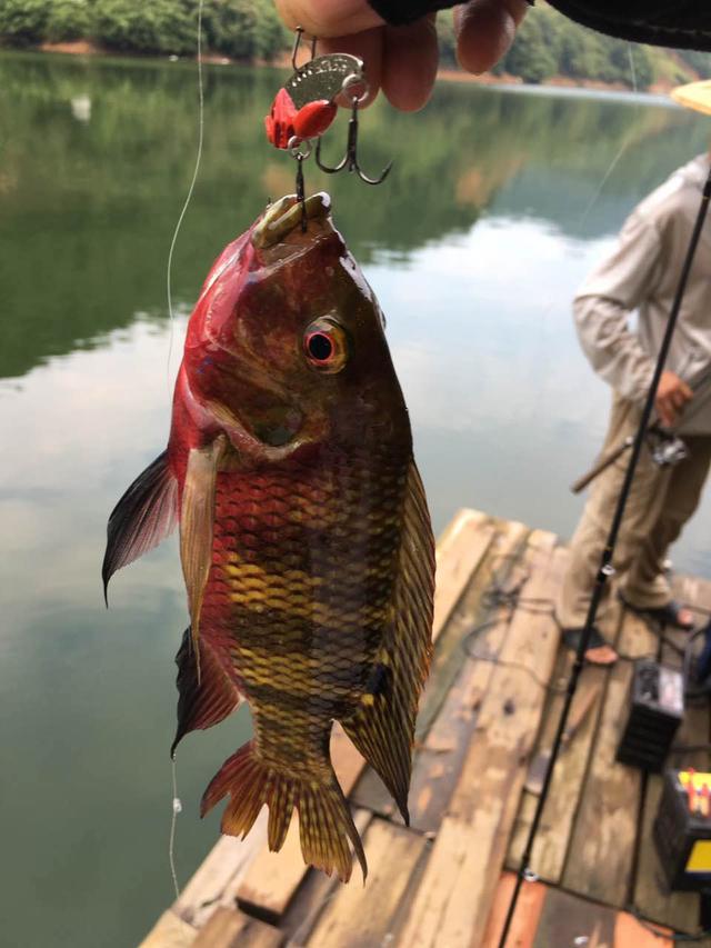 国内路亚饵的博弈江湖「原创首发」