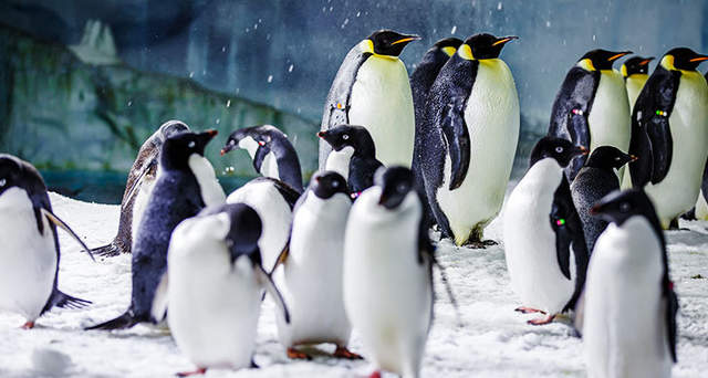 珠海长隆海洋王国游玩简介攻略,长隆海洋王国玩1天