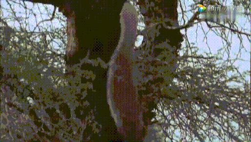 跟狮子抢肉，怼非洲鬣狗，看硬核“平头姐”成长史！