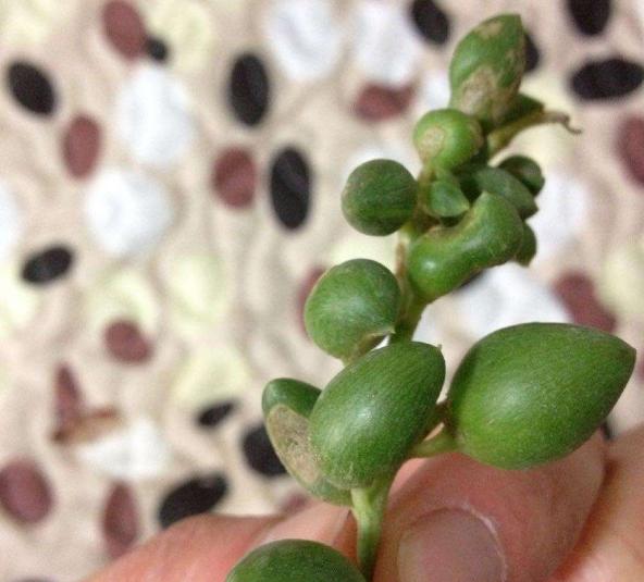 佛珠吊兰怎么养能爆盆,佛珠吊兰怎么养才能更旺盛