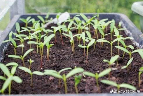 阳台种菜菜长得快怎么办,如何在阳台种菜的方法和技巧