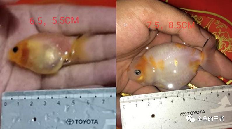 养功考试1个月，20条鱼的前后成长对比，变化太惊艳了