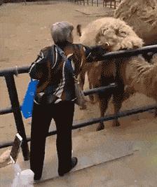 想怎么样就怎么样英语,生命太短暂快乐至上