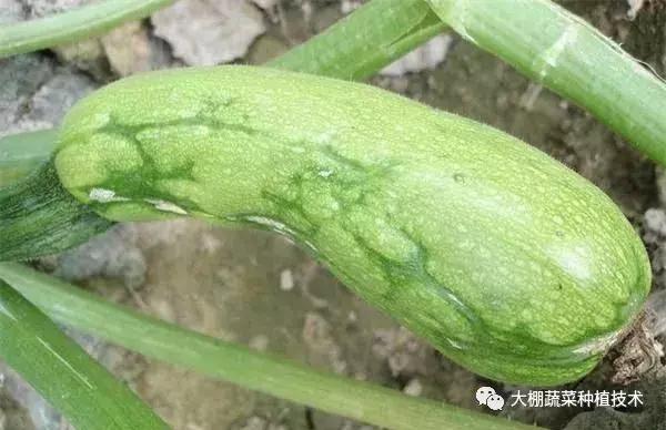 蔬菜得了病毒病会影响下一季吗,瓜果蔬菜病毒病害