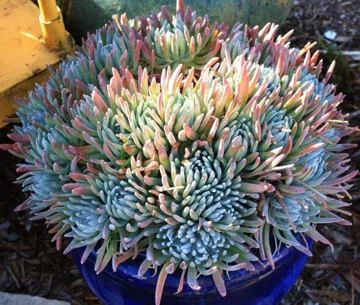 50款最红的多肉一棵多少钱,2021多肉植物掉价最多品种