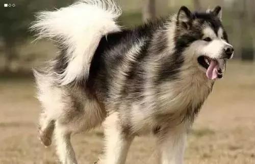 有什么品种狗狗既长不大又不掉毛,建议新手养的10种便宜狗狗不掉毛