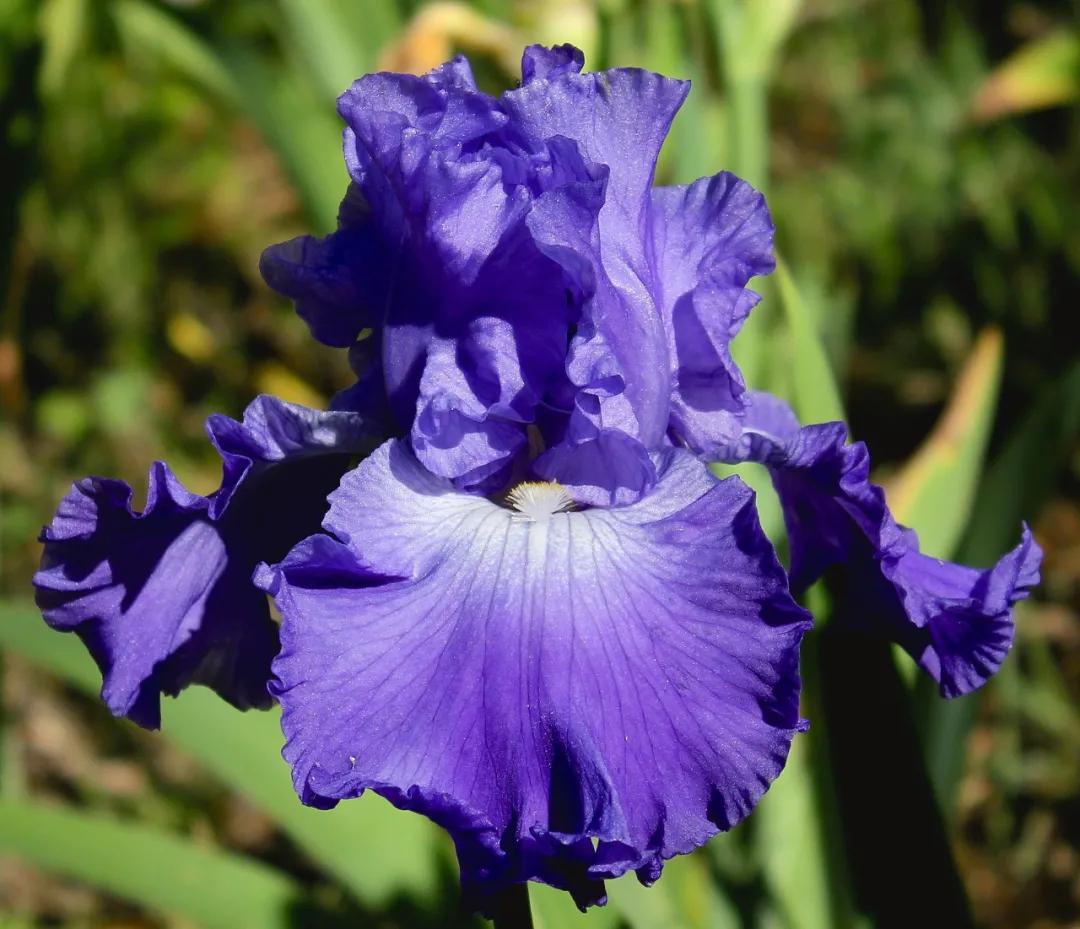 这43个来自世界各地的新品种,快来看看有没有你的菜