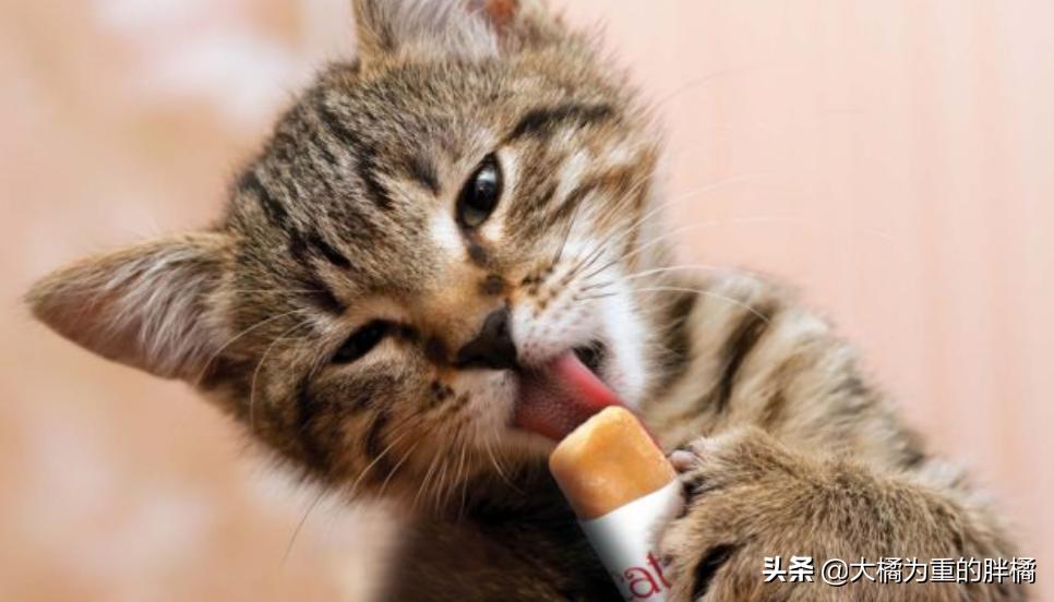 猫咪冬天要吃热的食物吗,如何解决猫咪冬季喝水问题