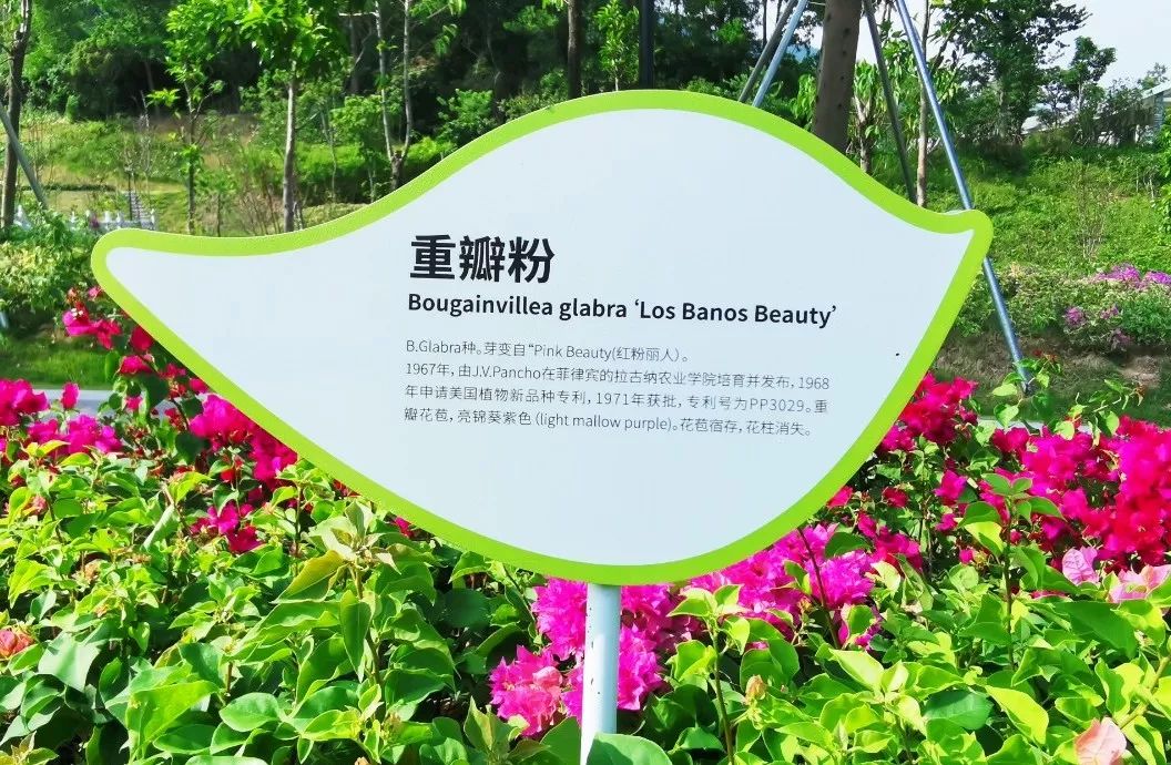 深圳最美簕杜鹃谷公园花海,宝安区花海赏花景点