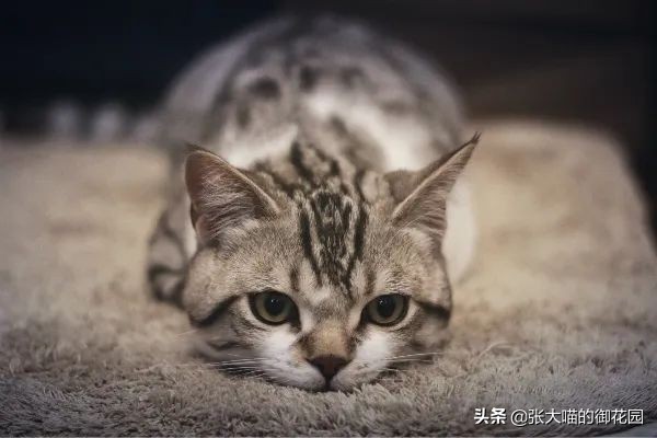 辟谣猫有弓形虫,猫咪会不会来月经