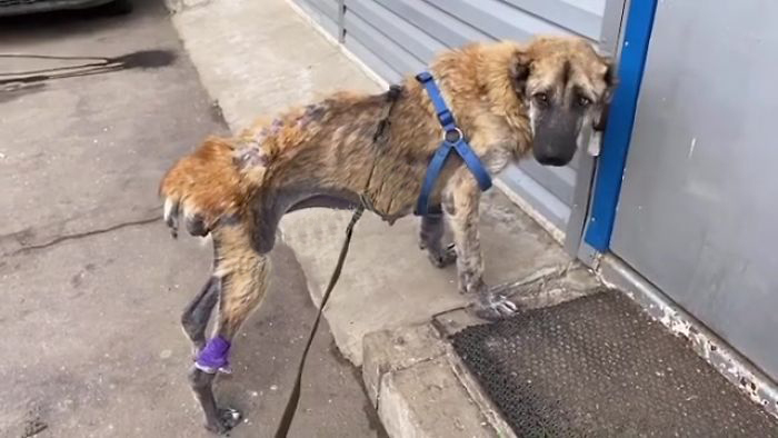 无良犬舍的秘密！过度繁殖导致狗狗子宫脱落！一度失去生活的希望