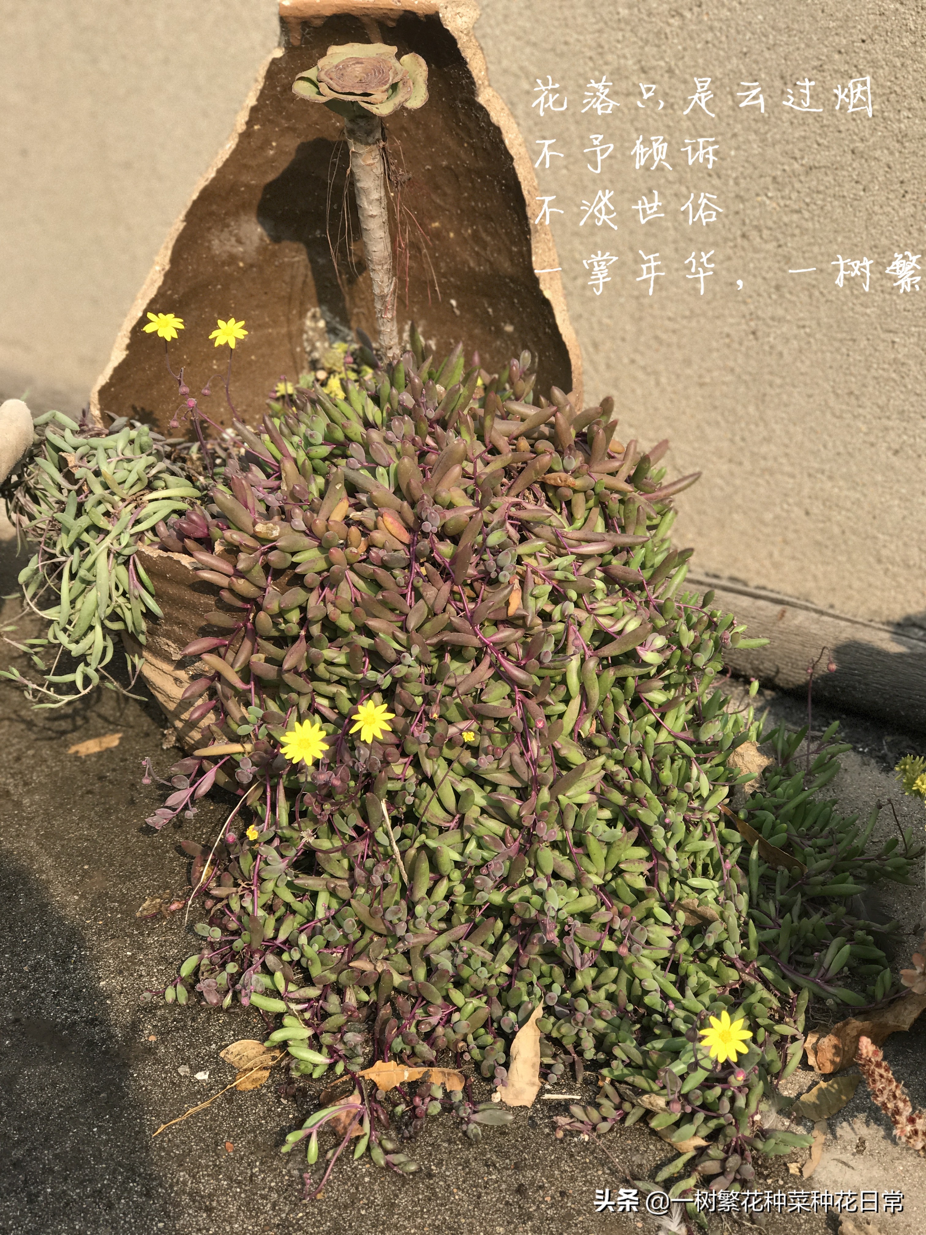 为了家人健康该怎么做,家养花卉如何防治病虫害小妙招