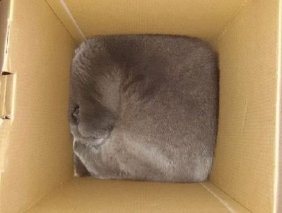 猫的本质是液体，不信看这里，萌化你