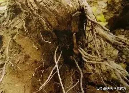 葡萄管理有门道！这2个雷区，很多新手都会踩到，还有人不知道！