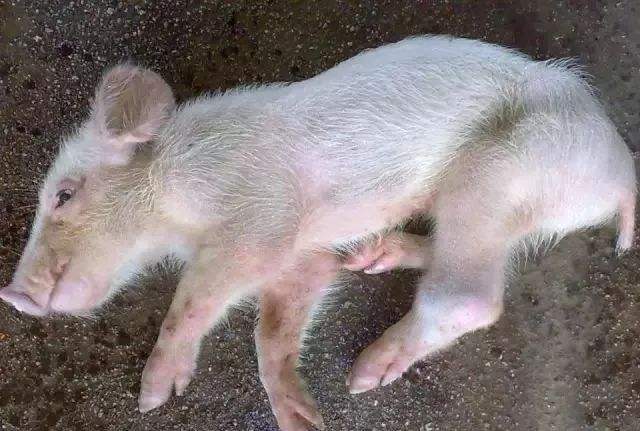 猪链球菌感染最佳治疗方法,猪感染链球菌猪肉能吃吗