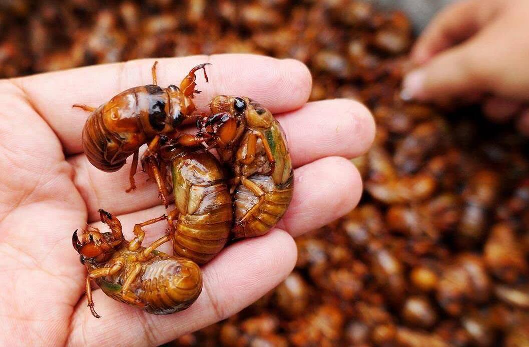 人工金蝉养殖新技术教程,抖音助农人工养殖金蝉