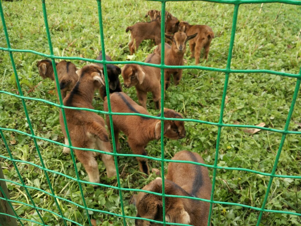 养羊兽药大全及治病配方,养羊药品大全