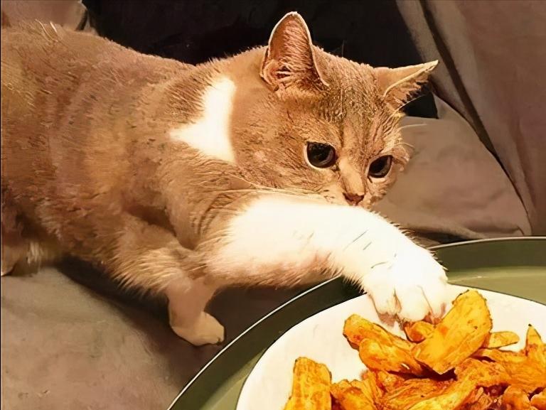 猫咪泪痕怎么彻底解决,猫咪泪痕重的原因及解决办法