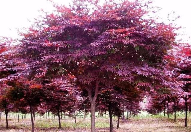 日本红枫红舞姬树形怎么修剪,盆栽红枫树修剪
