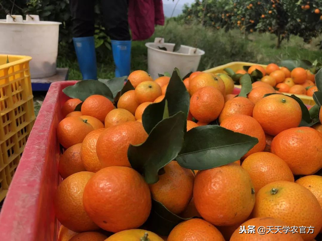 金秋砂糖桔的缺点,今年的金秋砂糖橘