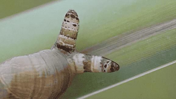 以前人们长虱子现在怎么没有了,以前人们身上有虱子现在怎么没有