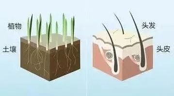 比较好用的德国防脱发,德国十大最好用的护肤品