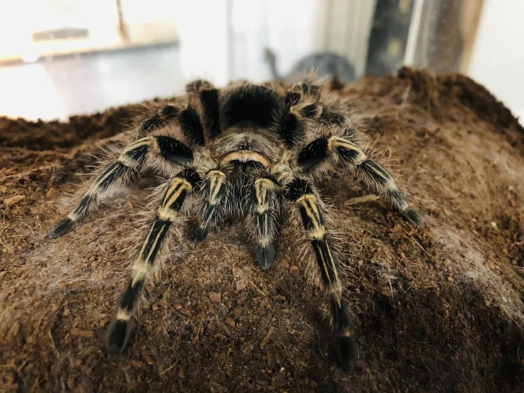 巴西金蜘蛛有毒吗,巴西金直间蜘蛛属于几级保护动物