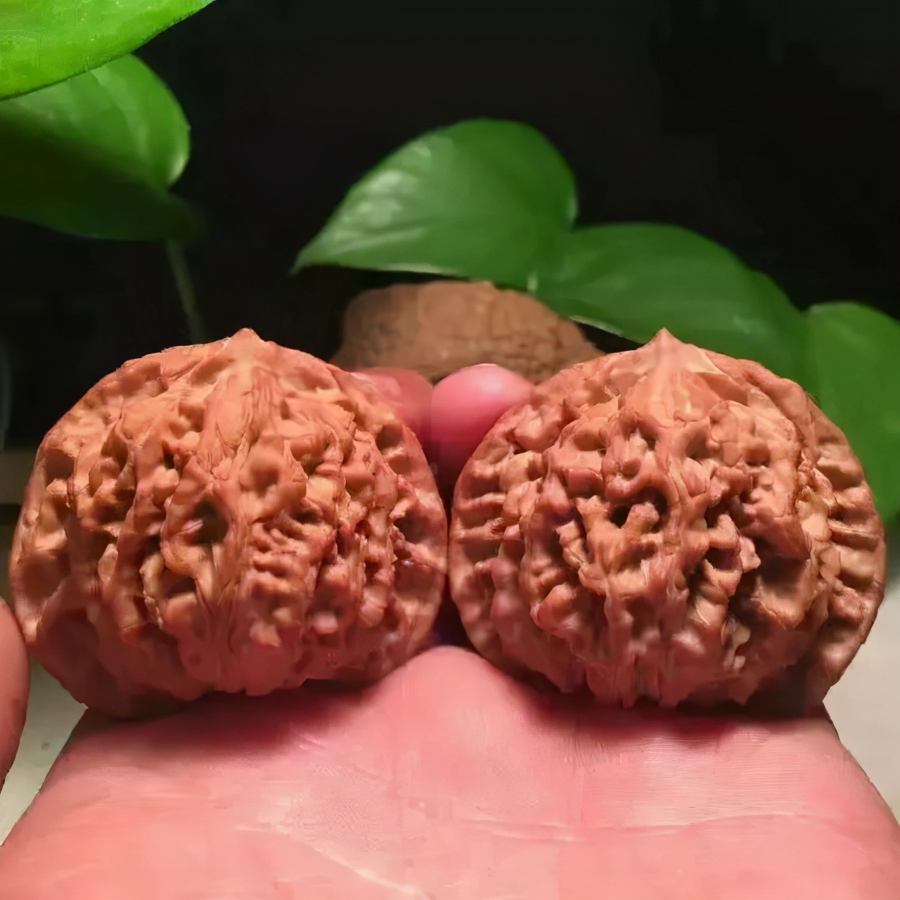 盘核桃如何快速上色,核桃上色最快的方法