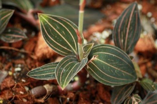 血叶兰与金线莲区别,金线莲血叶兰的养殖方法