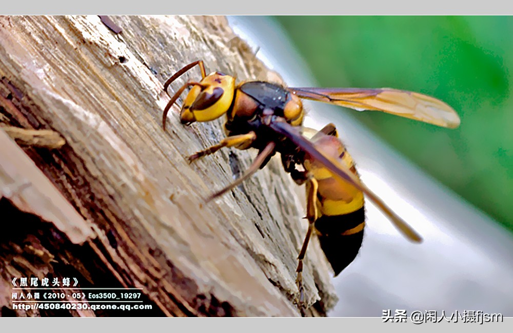 摄影图文：“秋天莫惹胡蜂”,几种常见的胡蜂