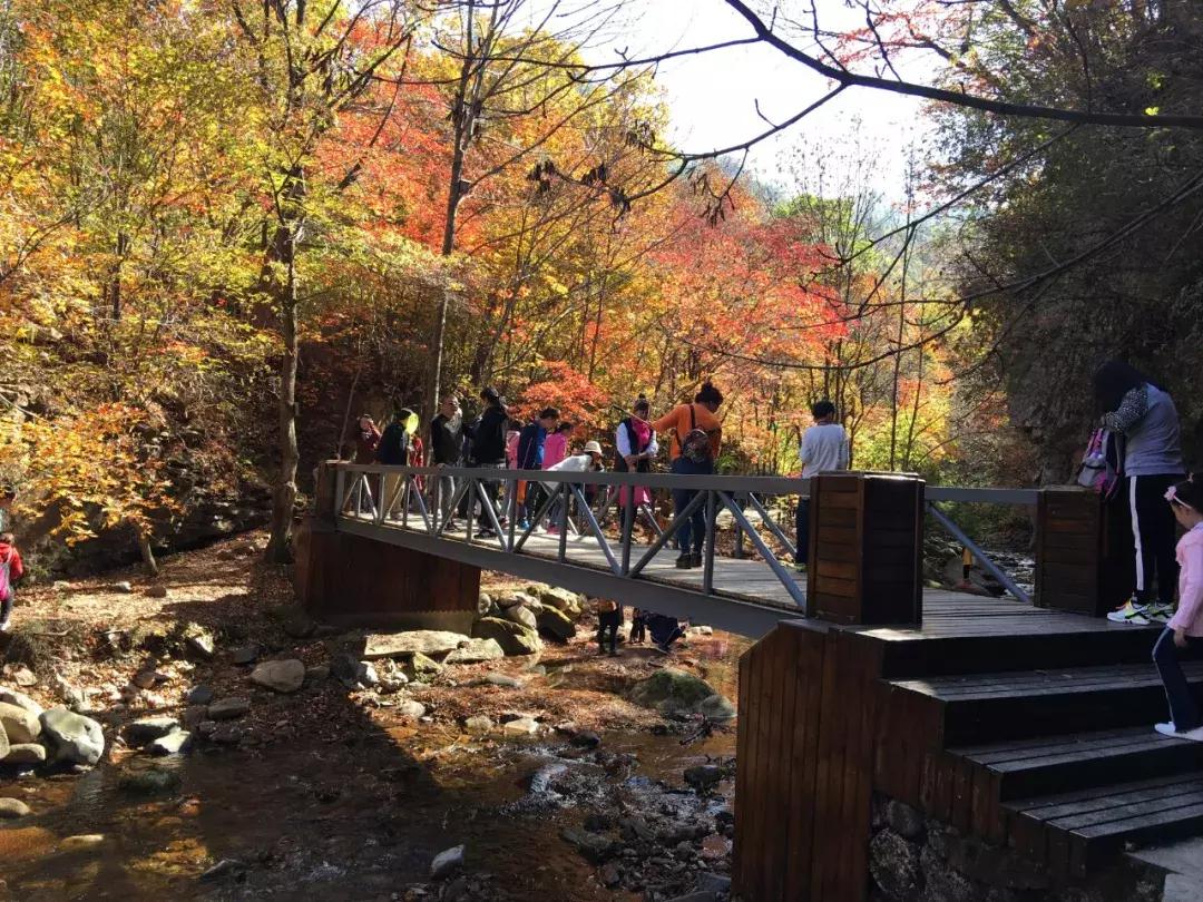 秋天来本溪赏枫叶,醉美枫叶季