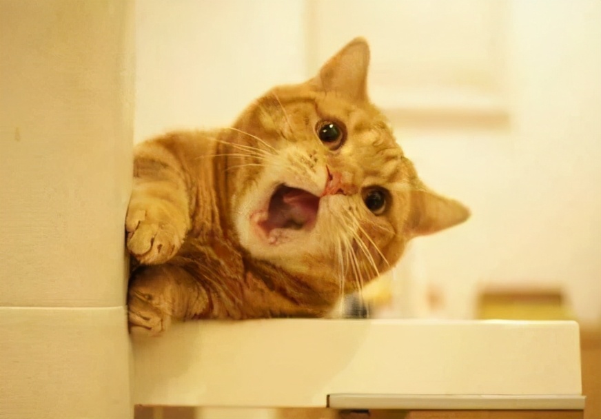 猫咪绝育后还能配猫吗,猫咪绝育冷知识