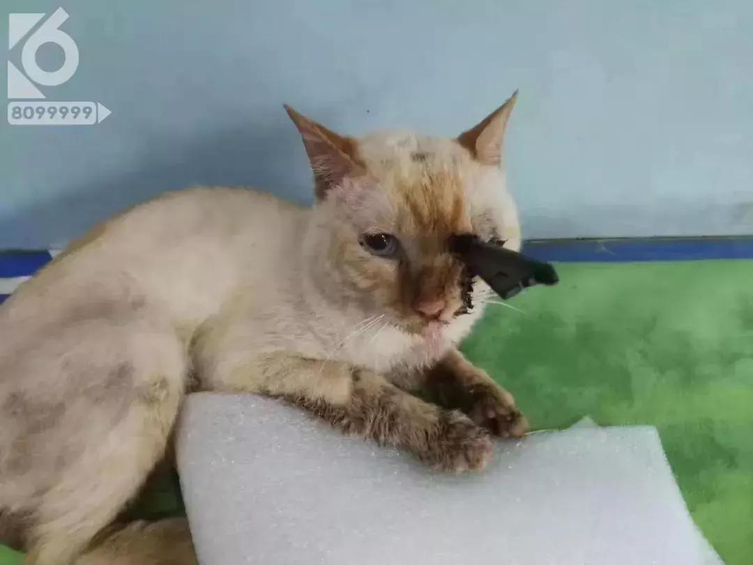 猫咪眼睛被刺了一下,小猫的眼睛被鱼叉刺穿