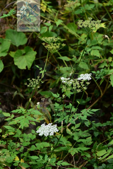 藁本神农本草经,神农本草经葛根原文