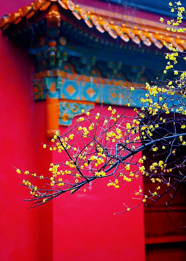 又见腊梅花开记叙文,又见腊梅真好作文1000字