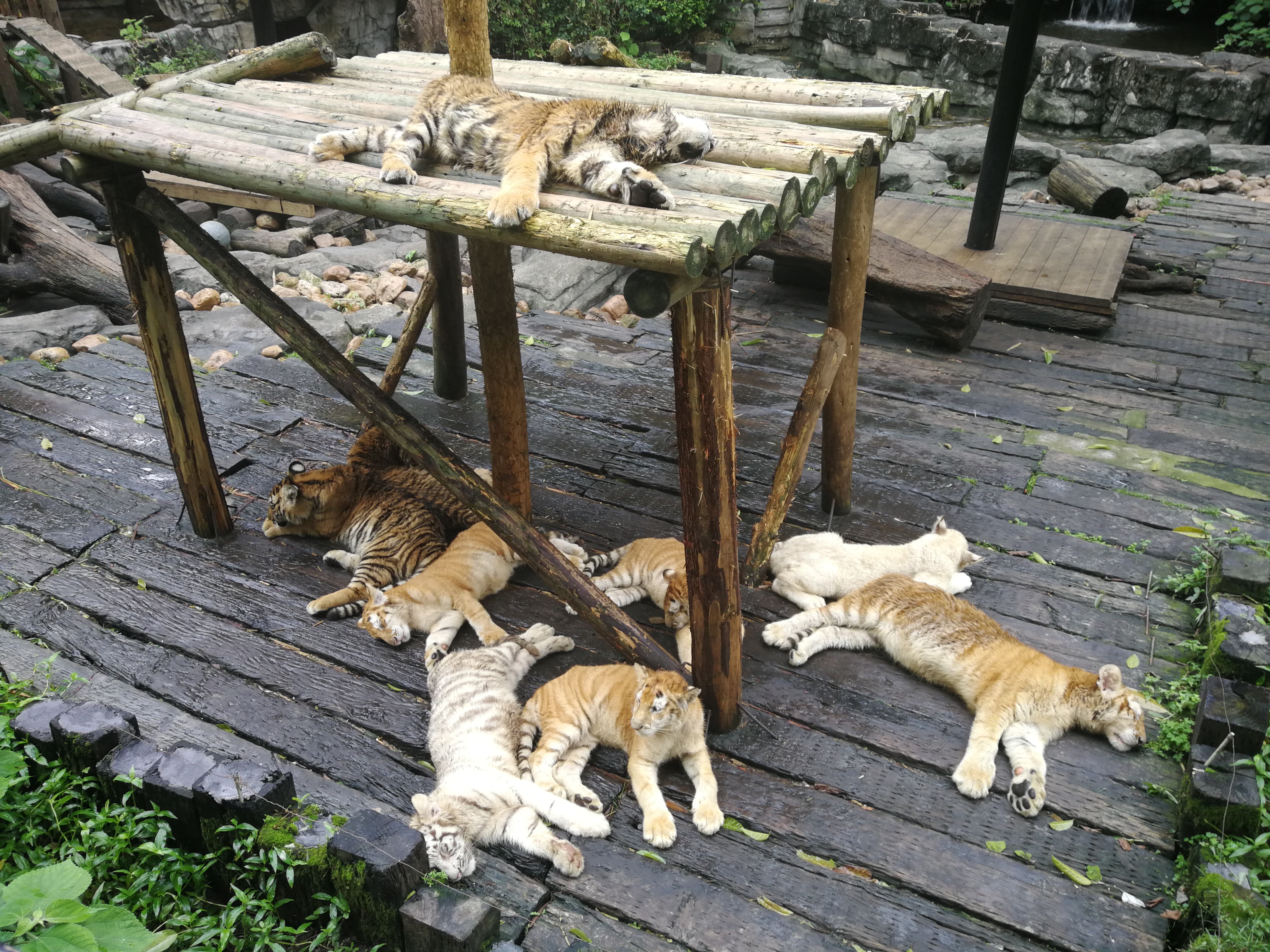 广州及珠海长隆3天2夜亲子游攻略,从广州长隆到珠海长隆亲子游攻略