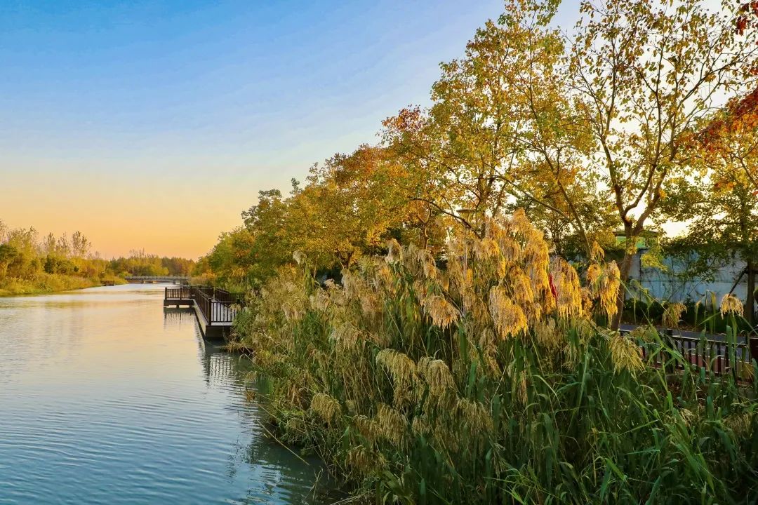 深秋回暖，安排！沪上各区的深秋美景，你准备好打卡了吗？