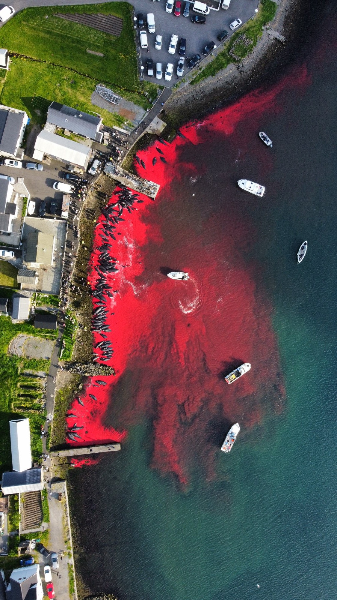 丹麦领航鲸捕杀视频,丹麦捕杀领航鲸