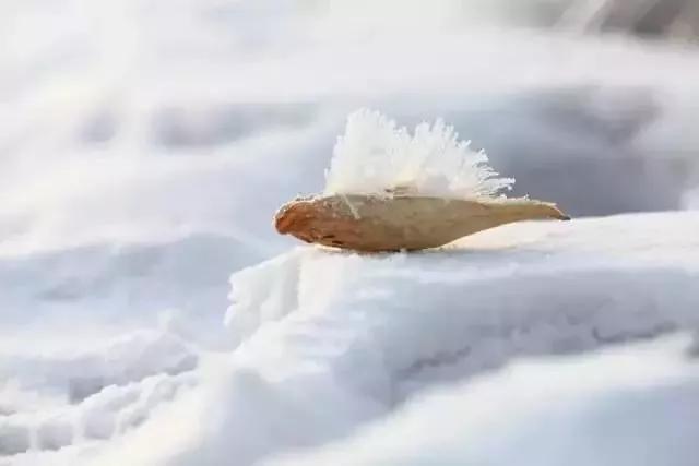 此生必去看一次雾凇太美了,此生必去看一次雾凇简直要美哭了