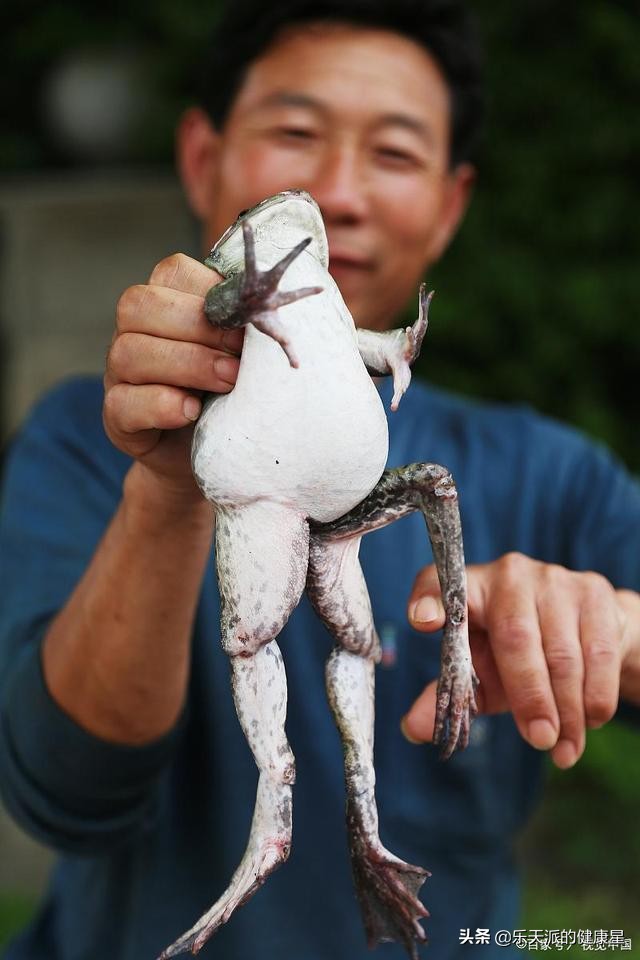 青蛙在你们老家叫什么,青蛙在水里吃什么食物