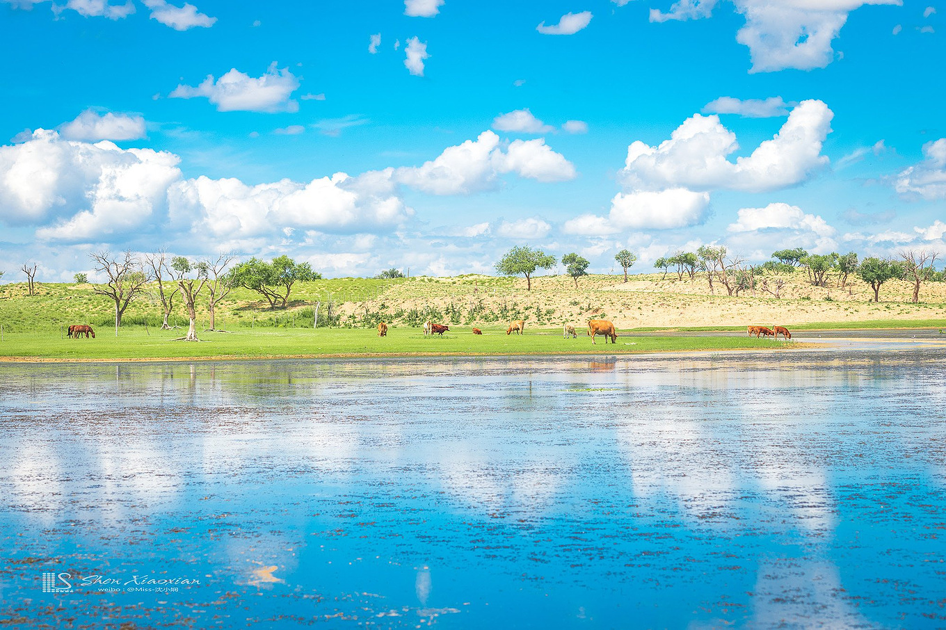 八月的锡林郭勒,8月的锡林郭勒